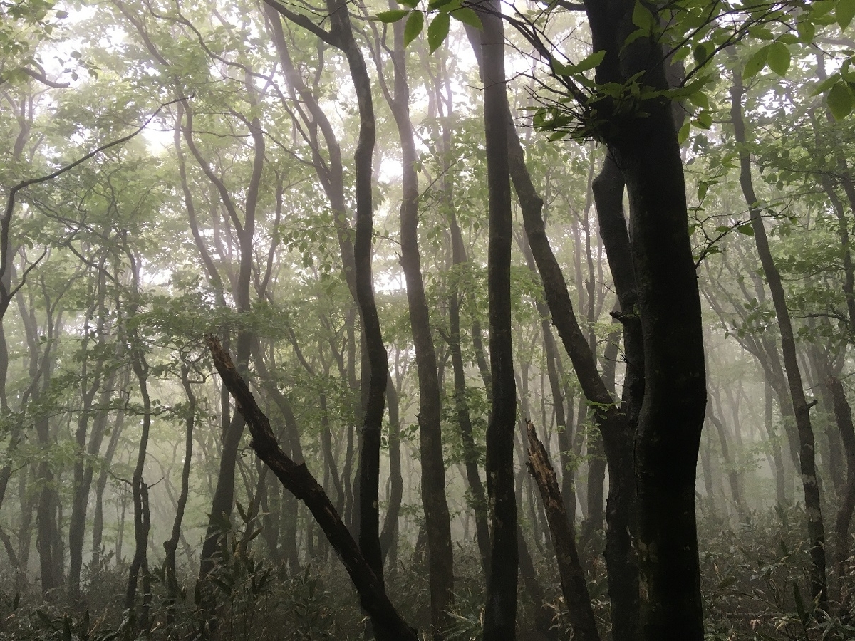 f:id:chuukounenrunner:20210531083133j:plain