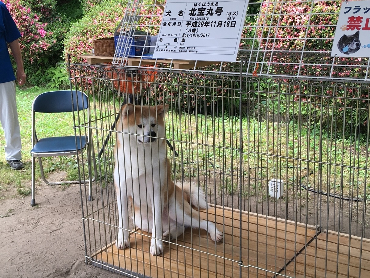 f:id:chuukounenrunner:20210623150246j:plain