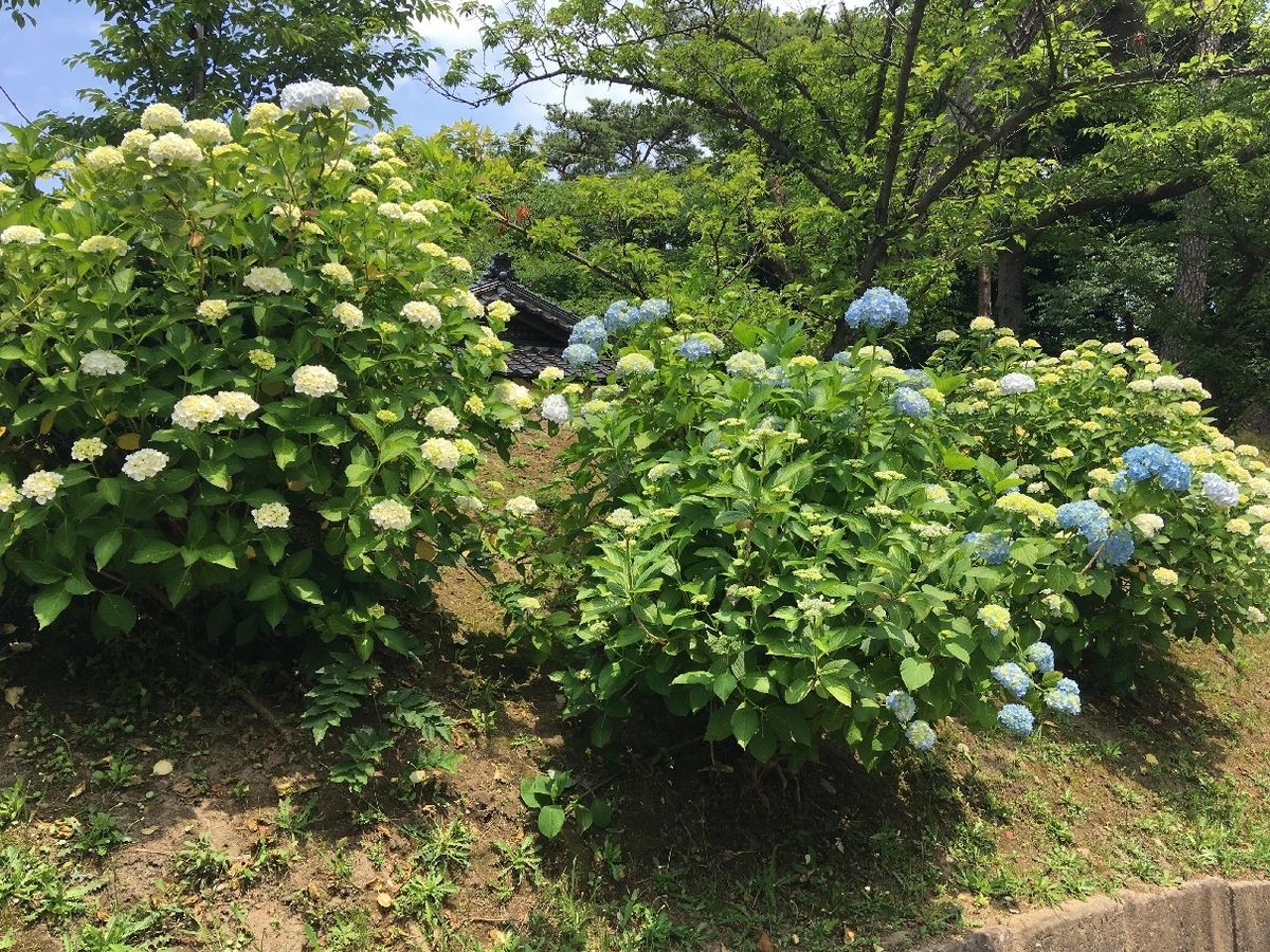 f:id:chuukounenrunner:20210623161317j:plain