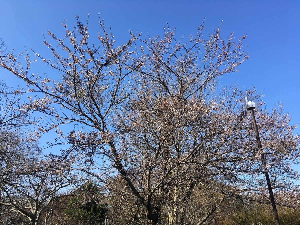 f:id:chuukounenrunner:20220417173059j:plain