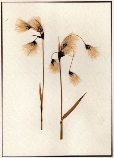 f:id:chuukyuu:20090209031225j:image
