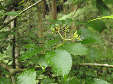 f:id:chuumeikun:20160616001247j:plain