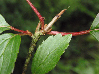 f:id:chuumeikun:20160616001306j:plain