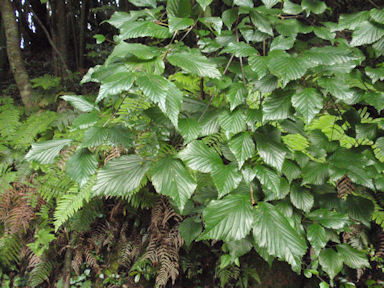 f:id:chuumeikun:20160616001338j:plain