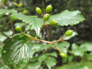 f:id:chuumeikun:20160616001356j:plain