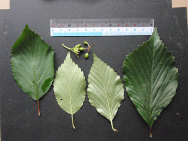 f:id:chuumeikun:20160616001540j:plain