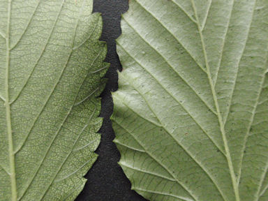 f:id:chuumeikun:20160616001601j:plain