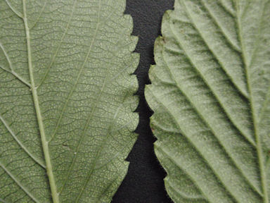 f:id:chuumeikun:20160616002110j:plain