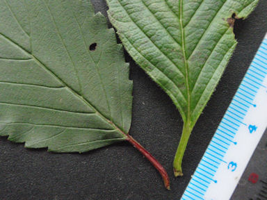 f:id:chuumeikun:20160616002328j:plain