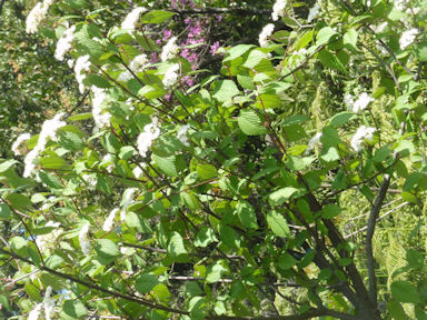 f:id:chuumeikun:20160616002944j:plain