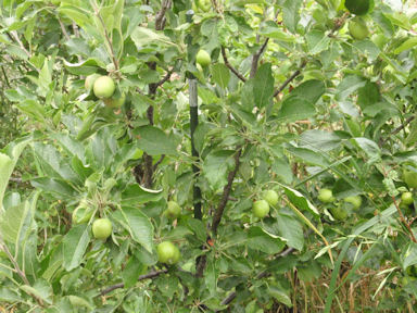 f:id:chuumeikun:20160616003500j:plain