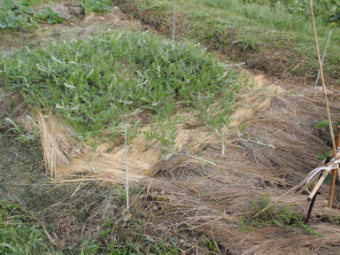 f:id:chuumeikun:20160616003716j:plain