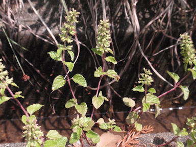 f:id:chuumeikun:20160622051927j:plain