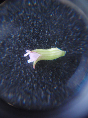 f:id:chuumeikun:20160622052007j:plain