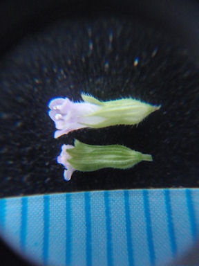 f:id:chuumeikun:20160622052021j:plain