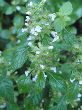 f:id:chuumeikun:20160622052135j:plain