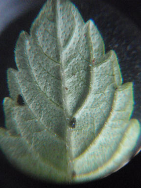 f:id:chuumeikun:20160622052334j:plain