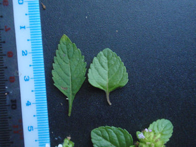 f:id:chuumeikun:20160622052437j:plain