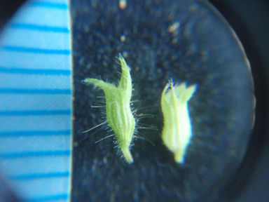 f:id:chuumeikun:20160622052523j:plain