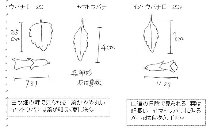 f:id:chuumeikun:20160622052547j:plain