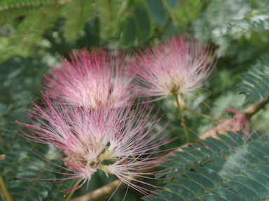 f:id:chuumeikun:20160624043948j:plain