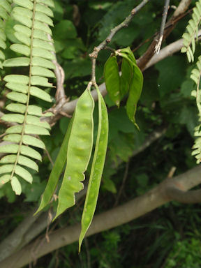 f:id:chuumeikun:20160624044002j:plain