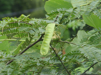 f:id:chuumeikun:20160624044017j:plain