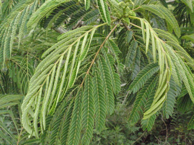 f:id:chuumeikun:20160624044059j:plain