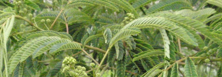 f:id:chuumeikun:20160624044112j:plain