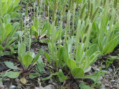 f:id:chuumeikun:20160627005656j:plain