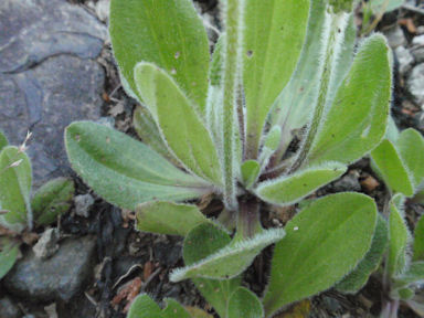 f:id:chuumeikun:20160627005713j:plain