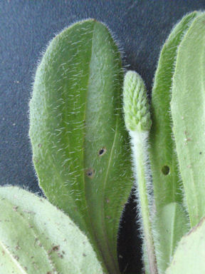 f:id:chuumeikun:20160627005746j:plain