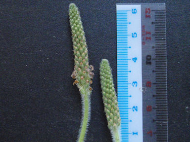 f:id:chuumeikun:20160627005804j:plain