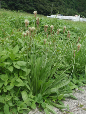 f:id:chuumeikun:20160627005818j:plain