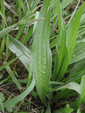 f:id:chuumeikun:20160627005834j:plain