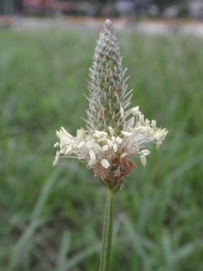 f:id:chuumeikun:20160627005850j:plain