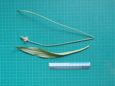 f:id:chuumeikun:20160627005908j:plain