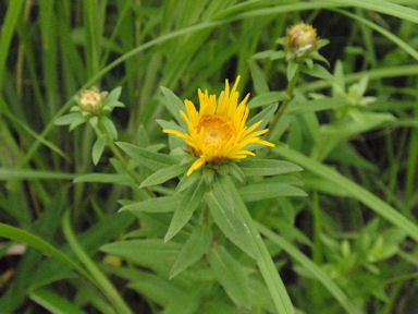 f:id:chuumeikun:20160627010019j:plain