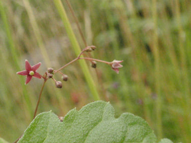 f:id:chuumeikun:20160627010039j:plain