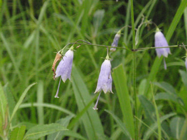 f:id:chuumeikun:20160627010106j:plain