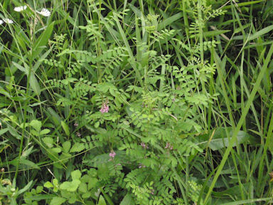 f:id:chuumeikun:20160627010130j:plain