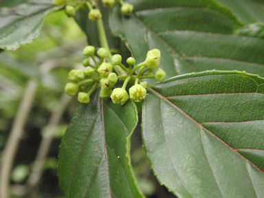 f:id:chuumeikun:20160627010157j:plain