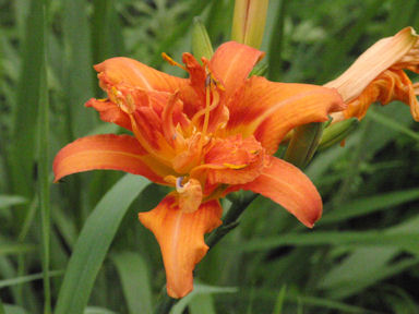 f:id:chuumeikun:20160627010240j:plain