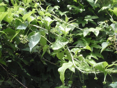 f:id:chuumeikun:20160630002315j:plain