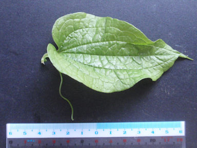 f:id:chuumeikun:20160630002330j:plain