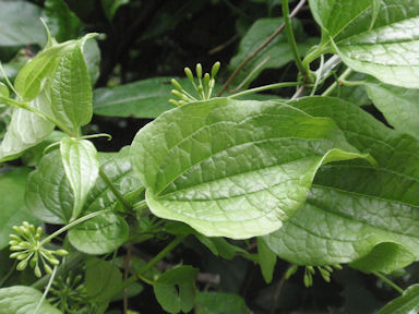 f:id:chuumeikun:20160630002345j:plain