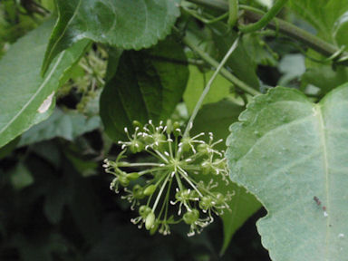 f:id:chuumeikun:20160630002402j:plain