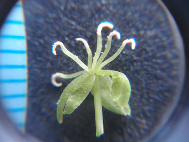 f:id:chuumeikun:20160630002417j:plain