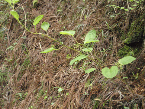 f:id:chuumeikun:20160630002433j:plain