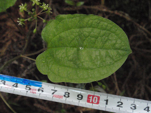 f:id:chuumeikun:20160630002447j:plain